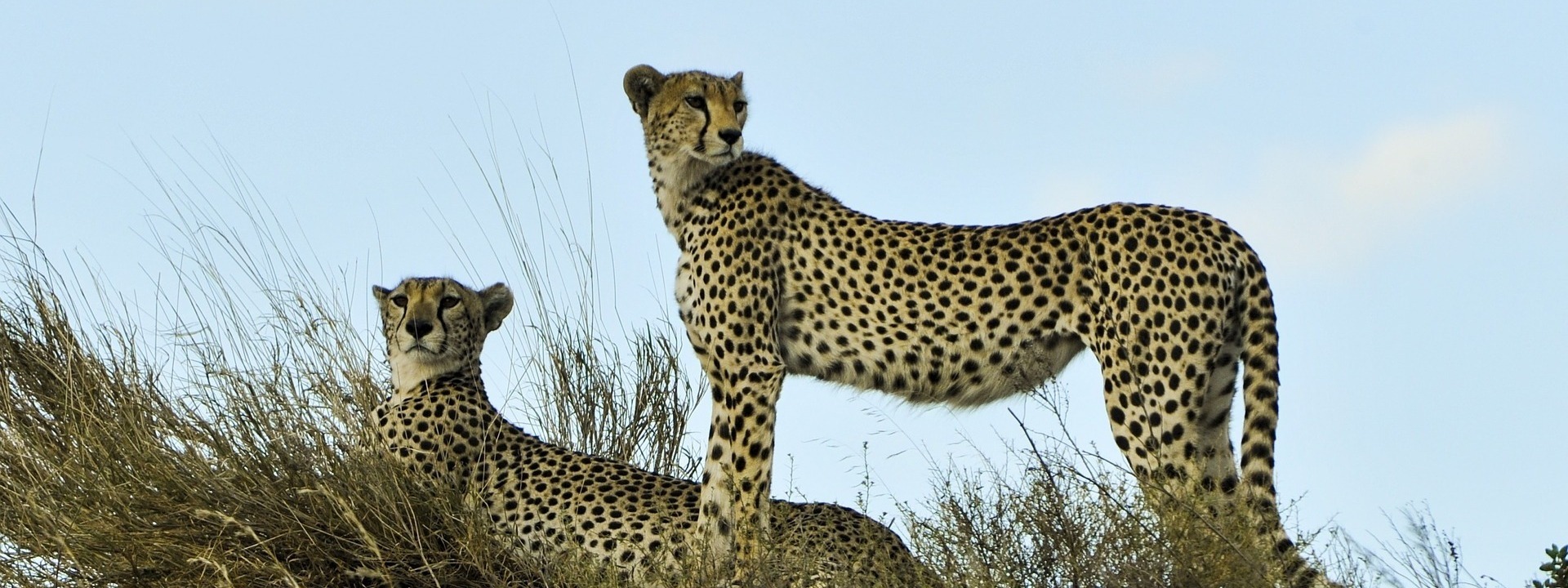tansania nationalpark