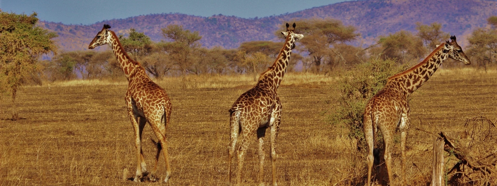 tansania nationalpark