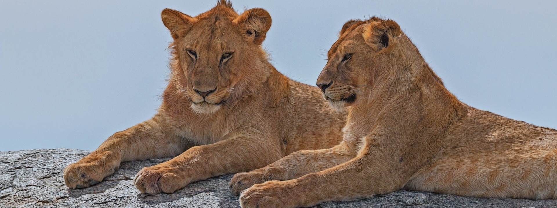 tansania nationalpark