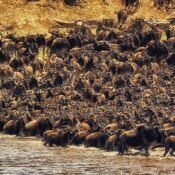 Serengeti Nationalpark