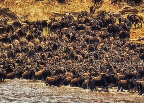Serengeti Safari – Der Ultimative Guide für Ihr Abenteuer in Tansania