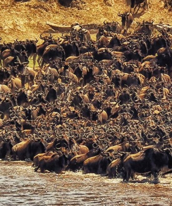 Serengeti Safari – Der Ultimative Guide für Ihr Abenteuer in Tansania