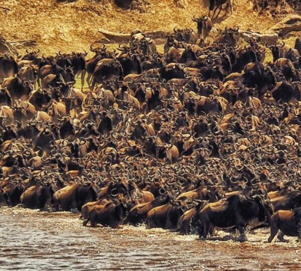 Serengeti Safari – Der Ultimative Guide für Ihr Abenteuer in Tansania