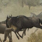 Hakuna Matata Tansania