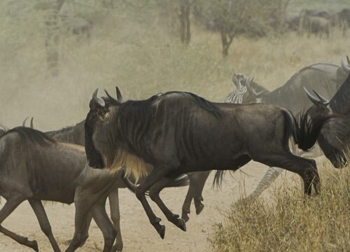 Serengeti Safari Kosten 2026 – Preise, Budget & Tipps für Ihre Reise
