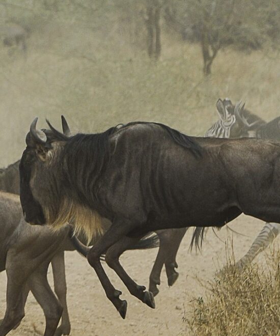 Serengeti Safari Kosten 2026 – Preise, Budget & Tipps für Ihre Reise