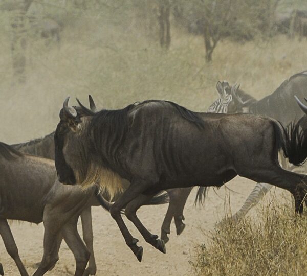 Serengeti Safari Kosten 2026 – Preise, Budget & Tipps für Ihre Reise
