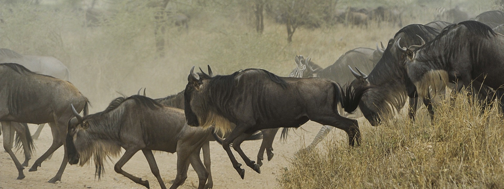 Serengeti Safari Kosten