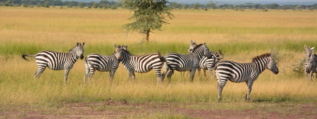 7 Tage Safari Tansania