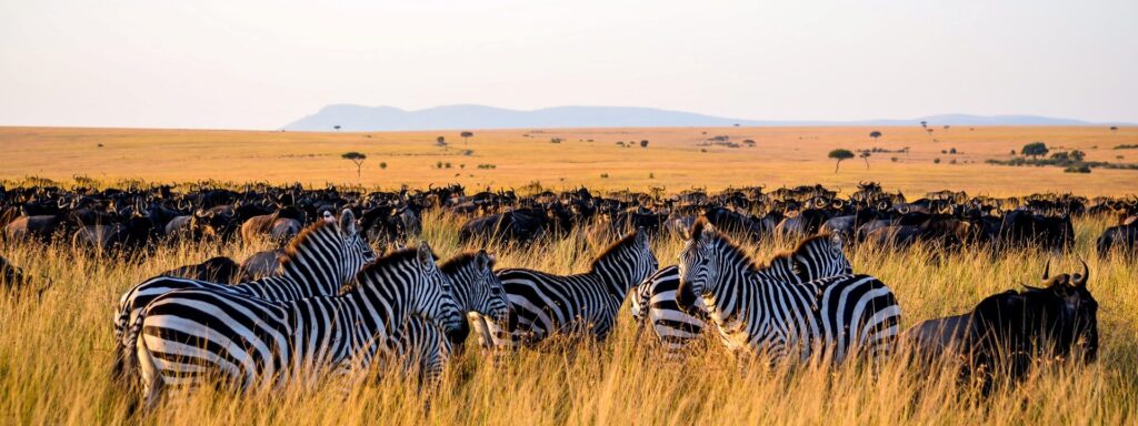 serengeti beste reisezeit