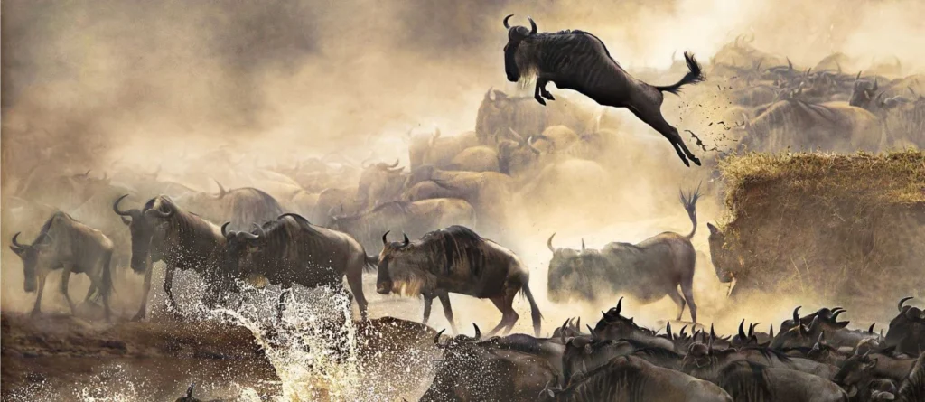 serengeti nationalpark