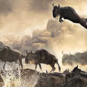 Serengeti Nationalpark