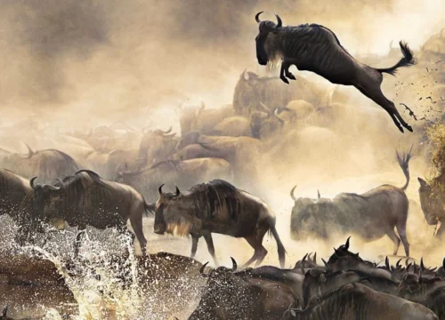 Beste Reisezeit Serengeti 2026 – Wann ist die beste Zeit für Safari?