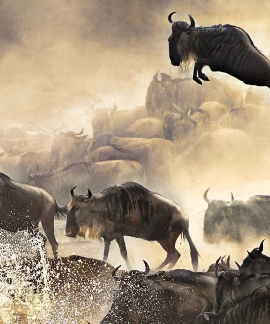 Beste Reisezeit Serengeti 2026 – Wann ist die beste Zeit für Safari?