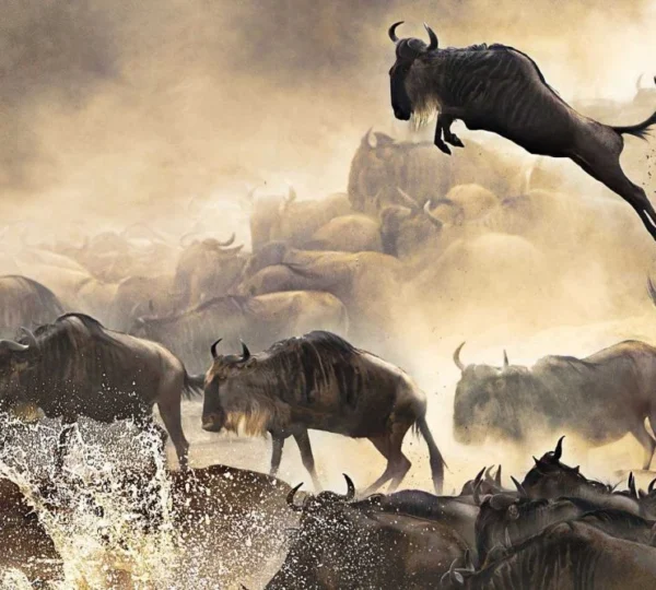 Beste Reisezeit Serengeti 2026 – Wann ist die beste Zeit für Safari?