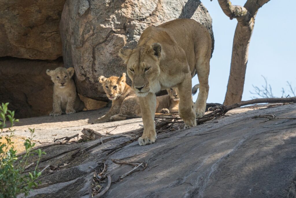 tansania nationalpark