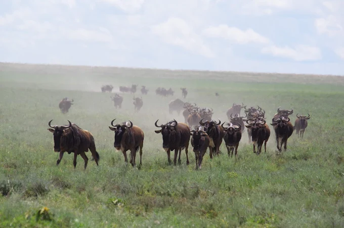 Serengeti Nationalpark