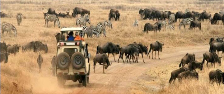 serengeti beste reisezeit