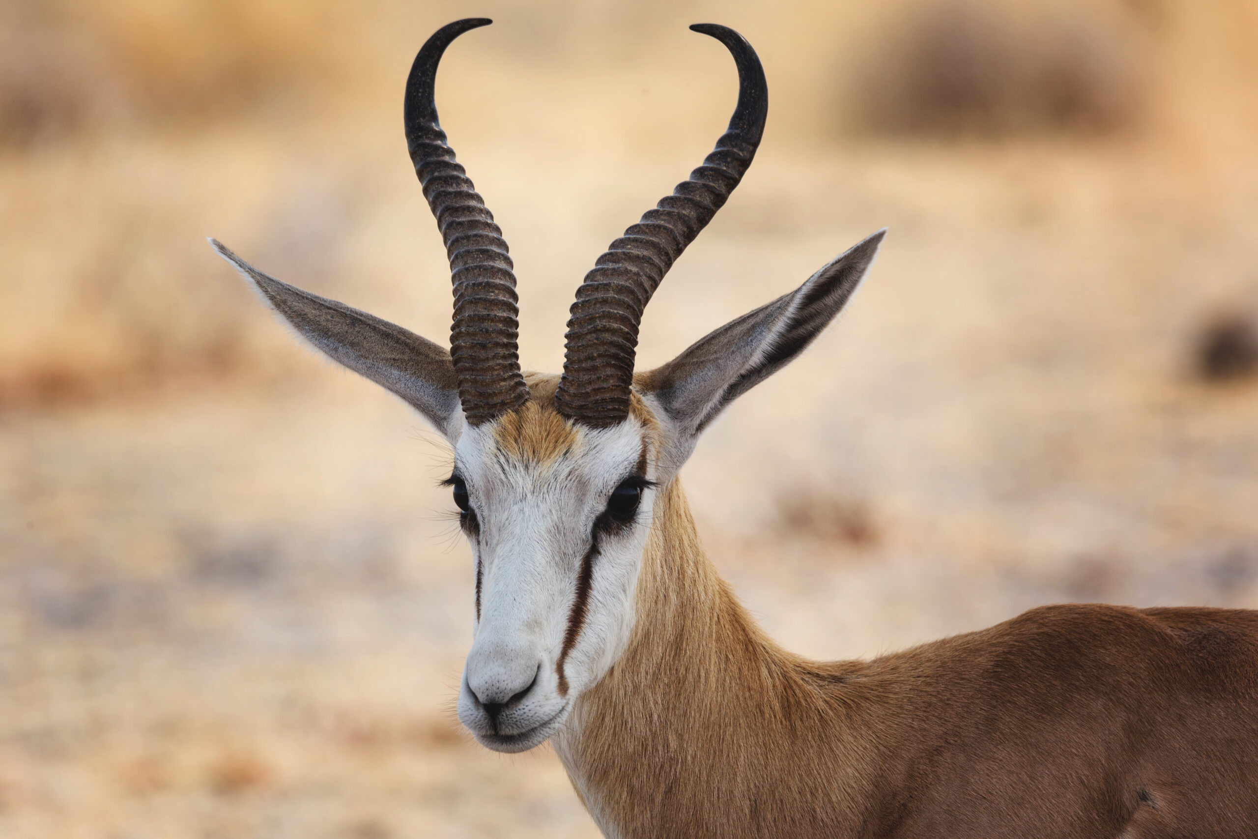 Serengeti Nationalpark