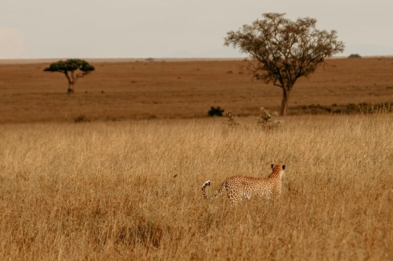 tansania safari