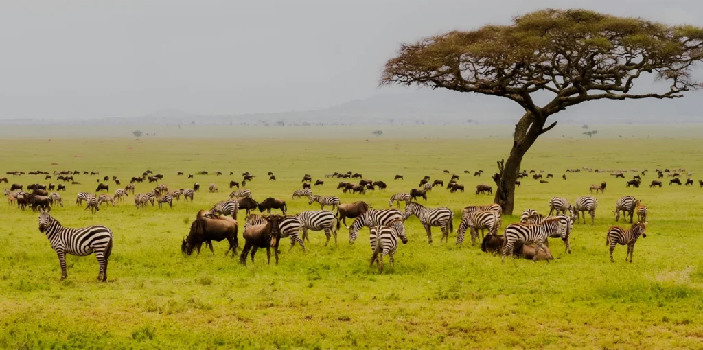 tansania nationalpark