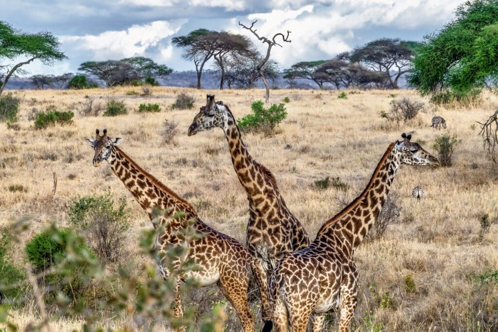 7 Tage Safari Tansania