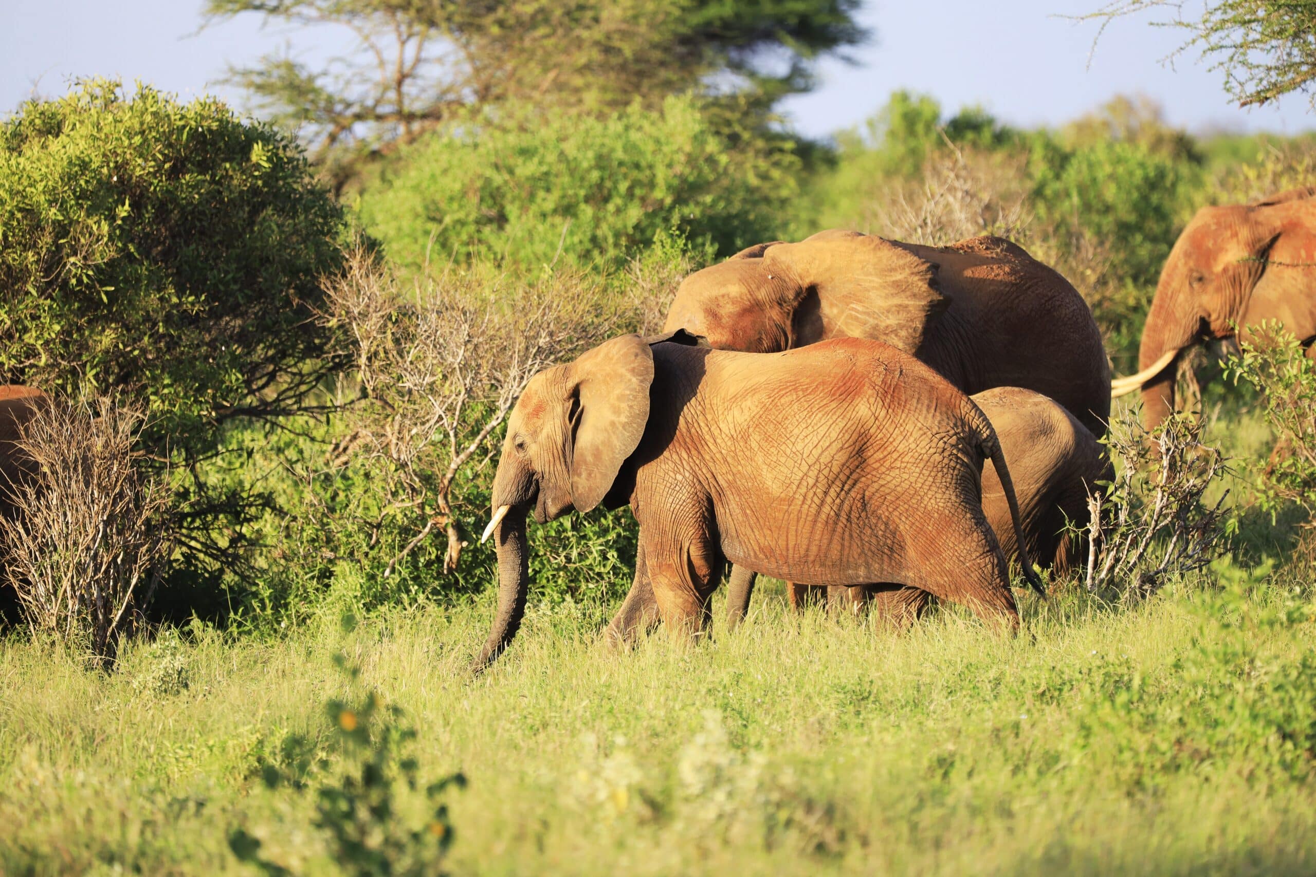 tansania nationalpark