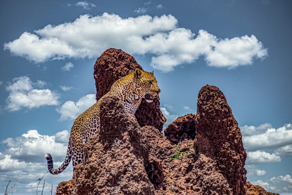 15 Tage Tansania Safari & Sansibar