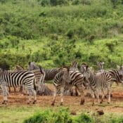 tansania nationalpark