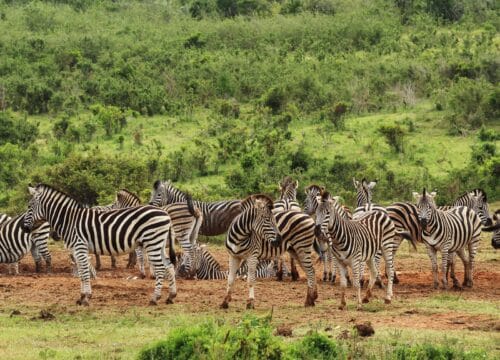 7 Tage Safari Tansania – Die schönsten Safari Highlights