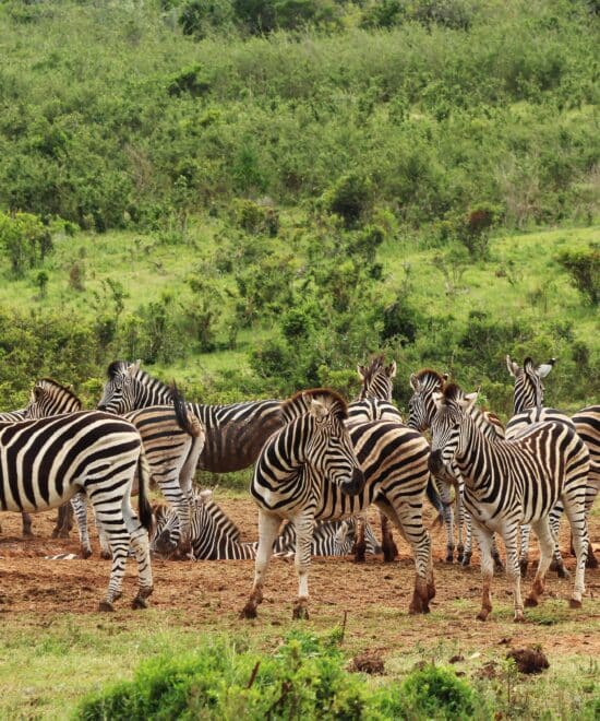 7 Tage Safari Tansania – Die schönsten Safari Highlights