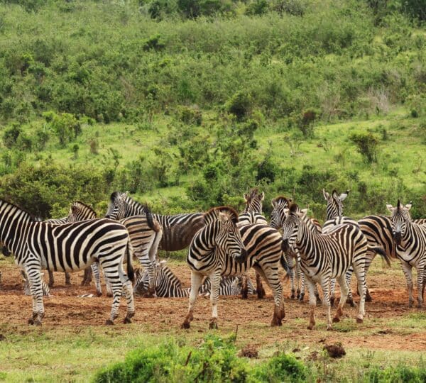 7 Tage Safari Tansania – Die schönsten Safari Highlights