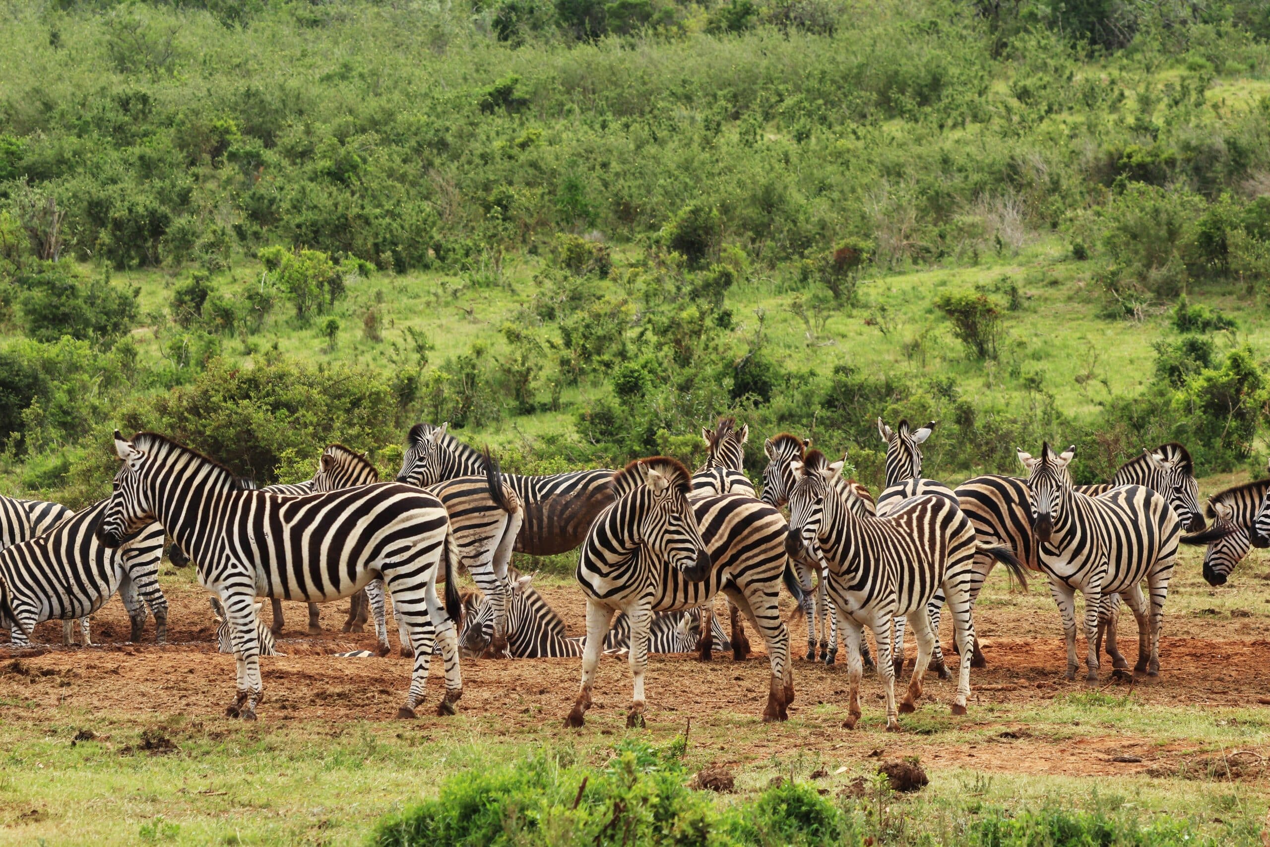 tansania nationalpark