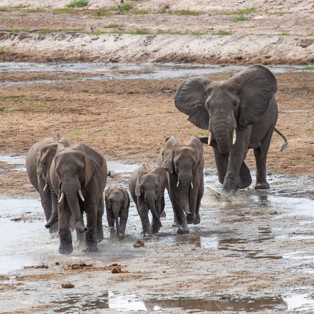 9 Tage Tansania Safari