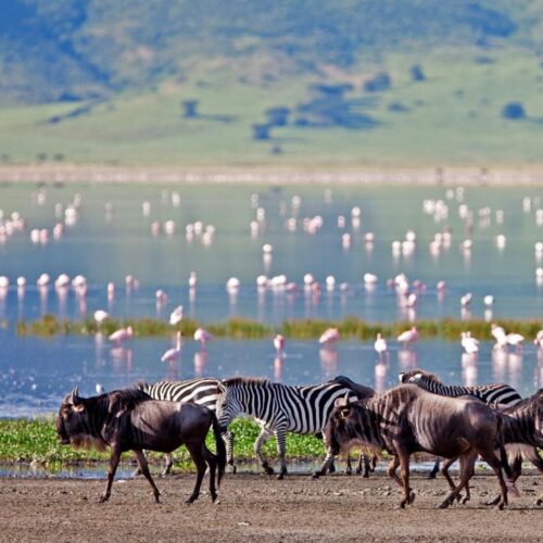 9 Tage Tansania Safari