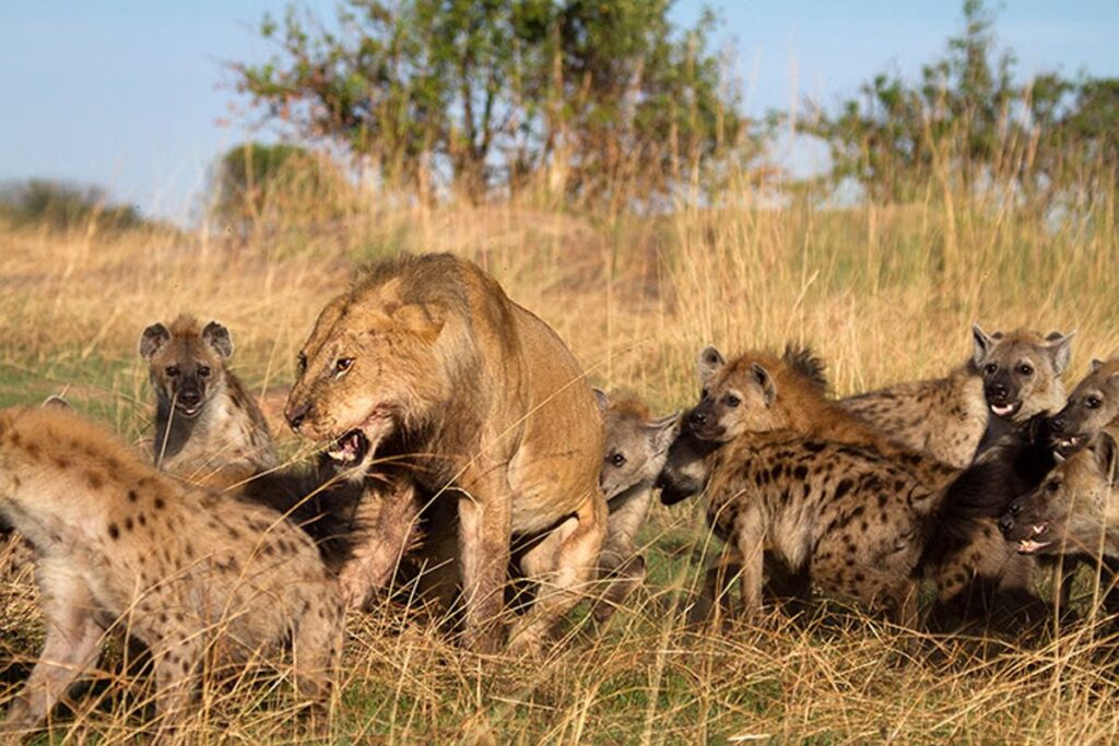 9 Tage Tansania Safari