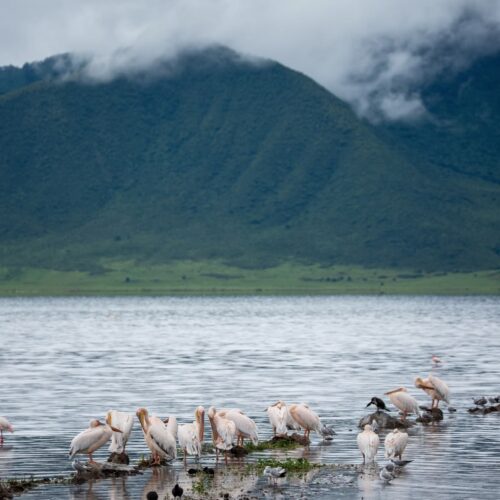 15 Tage Tansania Safari und Sansibar Rundreise