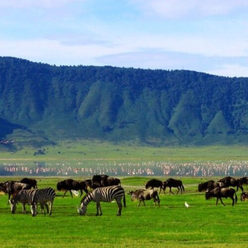 9 Tage Tansania Safari