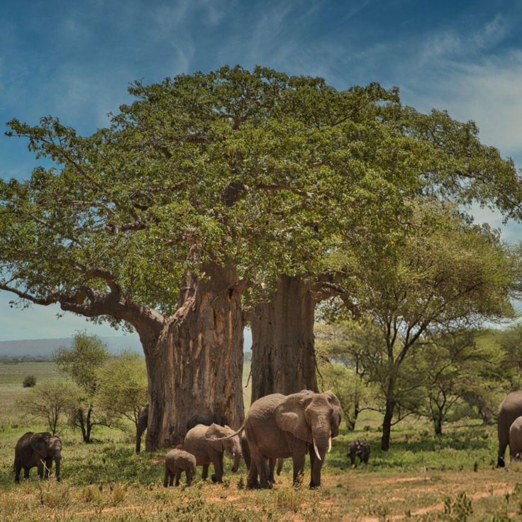 15 Tage Tansania Safari und Sansibar Rundreise