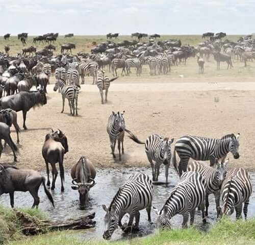 9 Tage Tansania Safari