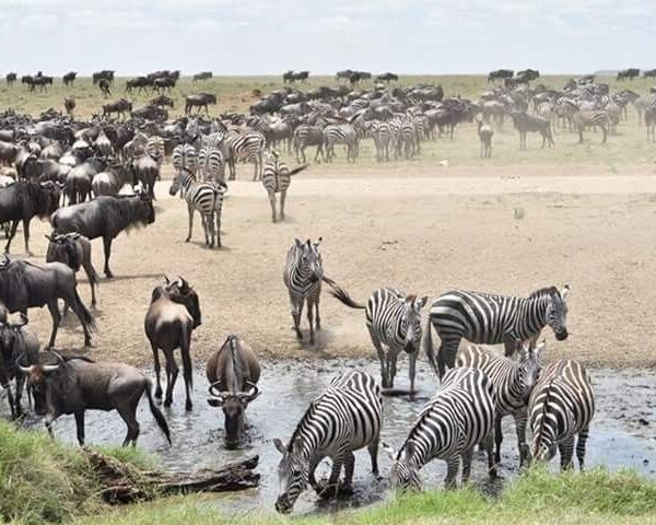 9 Tage Tansania Safari