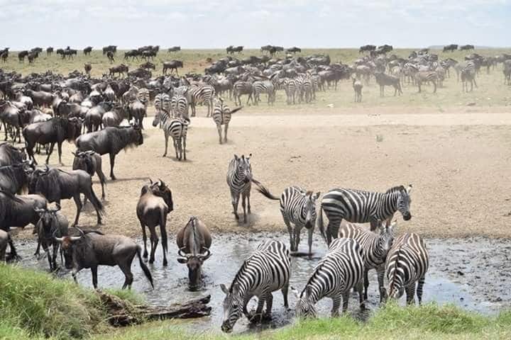 9 Tage Tansania Safari