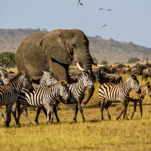 9 Tage Tansania Safari in der Serengeti
