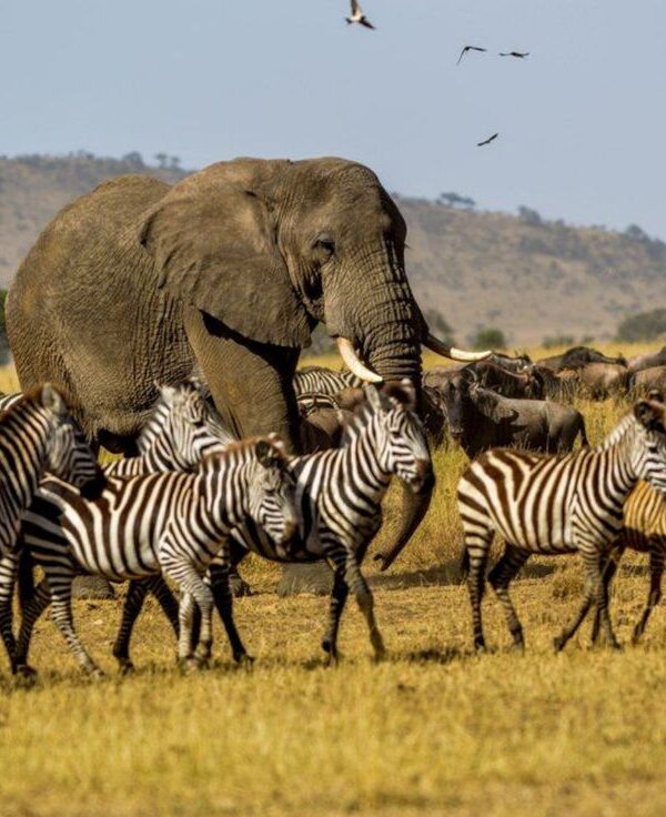 9 Tage Tansania Safari in der Serengeti