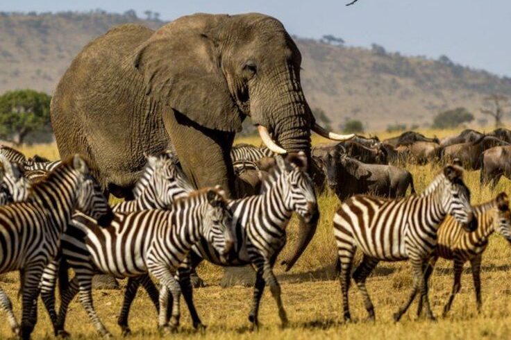 9 Tage Tansania Safari in der Serengeti