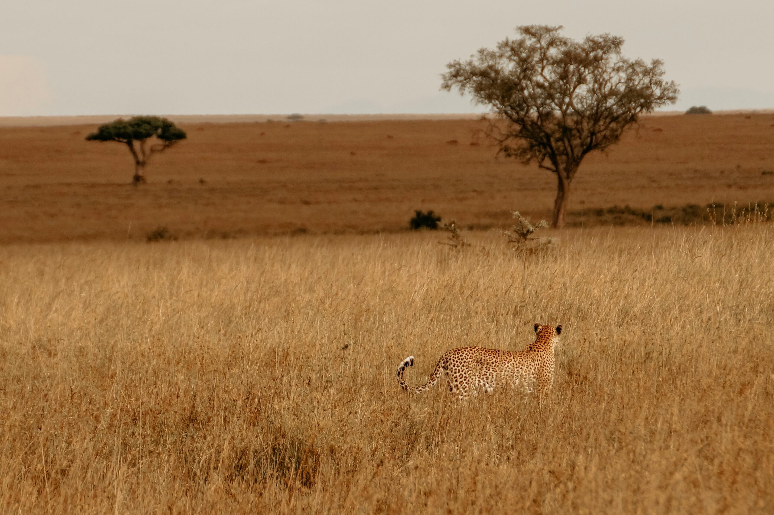 9 Tage Tansania Safari
